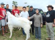 Pertama Digelar di Lumajang, Kontes Kambing Senduro Piala Presiden