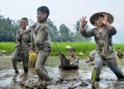Bersilat Dalam Lumpur Di Desa Wisata Kubu Gadang