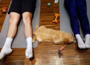 Mengenal Puppy Yoga Tren Baru di Paris, Yoga Ditemani Anak Anjing