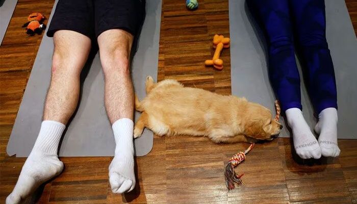 Mengenal Puppy Yoga Tren Baru di Paris, Yoga Ditemani Anak Anjing