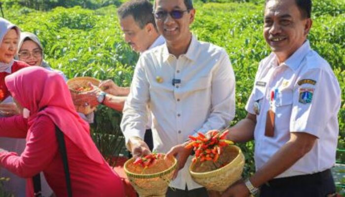 Pj Gubernur Heru Pimpin Panen cabai Di area Urban Farming KPPB Cipayung