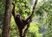Aming dan Mona Dikembalikan Ke Habitatnya di Taman Nasional Betung Kerihun