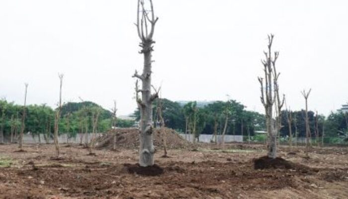 Dukung Jakarta Global City, Dharma Jaya Bakal Bangun Ecopark di Cakung