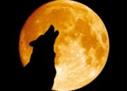 Fenomena Astronomi, Wolf Moon Bulan Purnama Di Januari