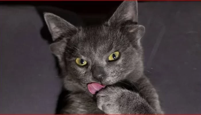 Midas, Si Kucing Telinga Empat Mendadak Jadi Selebgram
