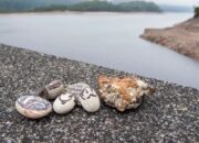 Cara Atasi Kesepian, Warga Korsel Banyak yang Pelihara Batu