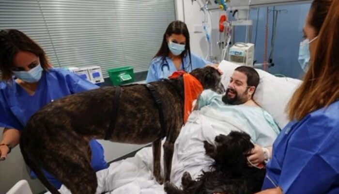 RS di Barcelona Rekrut Anjing untuk Jadi Penyemangat Pasien