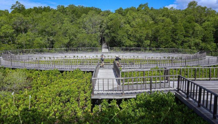 Kawasan Rehabilitasi dan Konservasi Hutan Mangrove Tahura Ngurah Rai Siap Sambut Delegasi World Water Forum ke-10 2024