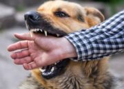 Gejala Rabies dan Cara Mengatasinya