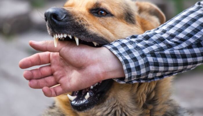 Gejala Rabies dan Cara Mengatasinya
