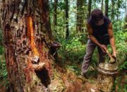 Hilirisasi Industri Getah Pinus: Dorongan Komisi IV DPR RI untuk BUMN