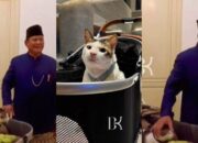 Bobby Kertanegara Kucing Kesayangan Presiden Prabowo Ikut Pindah ke Istana