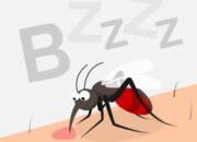 Perbedaan Nyamuk Penular Malaria dan DBD: Kenali Vektor Penyakit Ini!