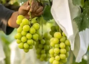 Temuan Residu Pestisida dalam Anggur Muscat Picu Kekhawatiran Publik