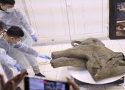 Penemuan Bayi Mamut Terawetkan 50.000 Tahun di Siberia: Yana yang Mengungkap Sejarah Purba