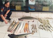 63 Ikan Predator Senilai Rp 68 Juta Dimusnahkan