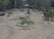 Gajah Lindungi Anaknya Saat Gempa San Diego
