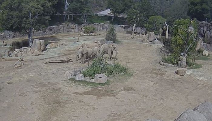 Gajah Lindungi Anaknya Saat Gempa San Diego