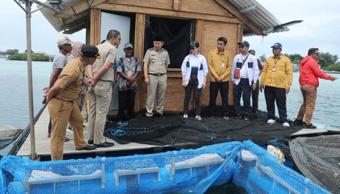 Transjakarta Tanam 10.000 Mangrove & Tebar Bibit Kerapu di Kepulauan Seribu