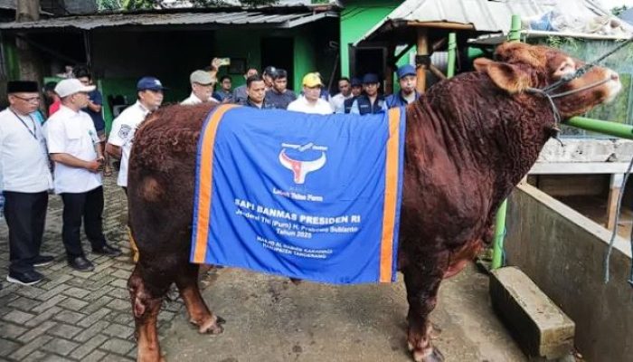 Sapi Kurban 1 Ton Milik Presiden Prabowo Diperiksa Jelang Iduladha di Tangsel