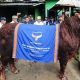 Sapi Kurban 1 Ton Milik Presiden Prabowo Diperiksa Jelang Iduladha di Tangsel