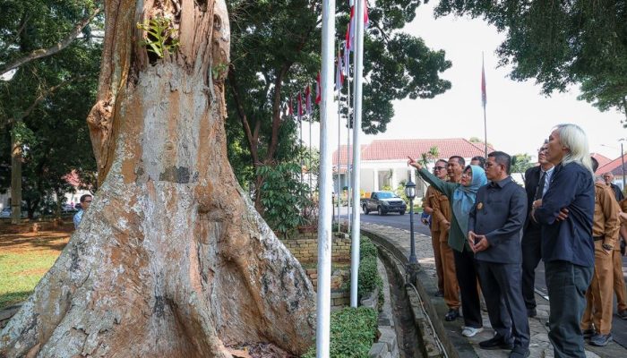 Andra Soni Turun Tangan Selamatkan Pohon Tua di Banten, Gandeng Tim Ahli IPB