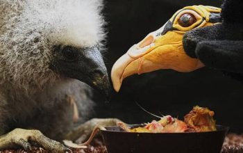 Disita! 1.600 Burung Beo & Kenari Diselundupkan ke Kuwait dari Nigeria