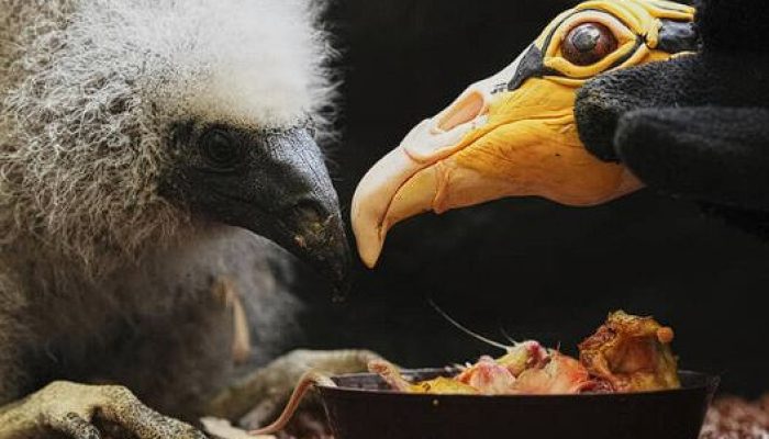 Disita! 1.600 Burung Beo & Kenari Diselundupkan ke Kuwait dari Nigeria