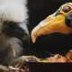 Disita! 1.600 Burung Beo & Kenari Diselundupkan ke Kuwait dari Nigeria