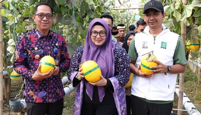 Gebrakan Hijau di Tangerang! Green House Anugerah Farm Panen Perdana dan Buka Peluang Ekonomi Baru