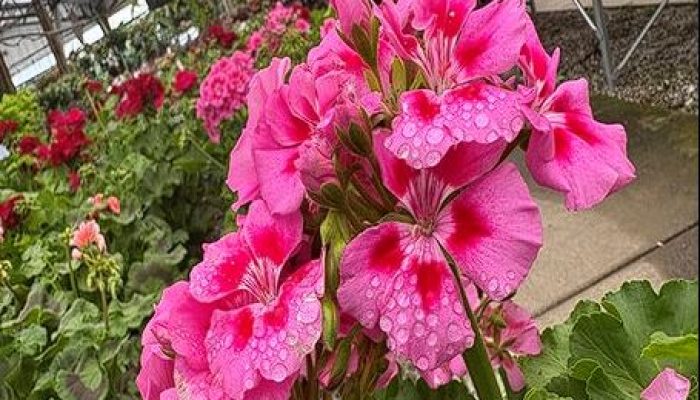 7 Tanaman Ini Bikin Nyamuk Kabur! Jumantik: Rahasia Rumah Bebas DBD Tanpa Obat Kimia