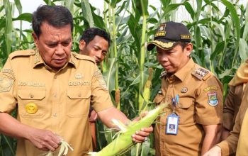 Jagung Pulut Raup Rp9,6 Juta di Tangerang, Bupati Ajak Milenial Bertani