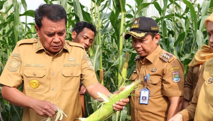Jagung Pulut Raup Rp9,6 Juta di Tangerang, Bupati Ajak Milenial Bertani