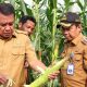 Jagung Pulut Raup Rp9,6 Juta di Tangerang, Bupati Ajak Milenial Bertani