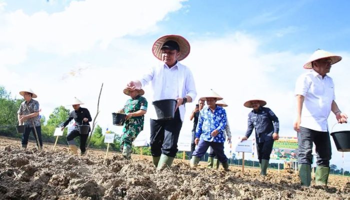 Hasil Pertanian Naik 700 Ribu Ton, Herman Deru Cetak Sawah Raksasa di Muba