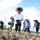 Hasil Pertanian Naik 700 Ribu Ton, Herman Deru Cetak Sawah Raksasa di Muba