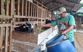 Dari Kandang Sederhana, Ekonomi Warga Bangkit: Kisah Peternak Kambing Jawa Randu di Jepara yang Bertahan di Tengah Harga Anjlok