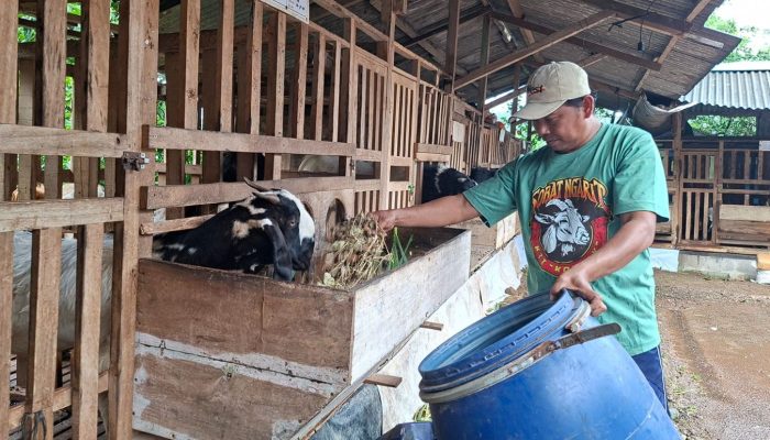Dari Kandang Sederhana, Ekonomi Warga Bangkit: Kisah Peternak Kambing Jawa Randu di Jepara yang Bertahan di Tengah Harga Anjlok