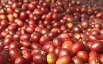 Dari Lereng Sunyi ke Panggung Dunia: Rahasia Kopi Gunung Puntang Jadi Juara Rasa Internasional