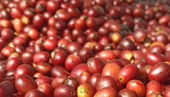 Dari Lereng Sunyi ke Panggung Dunia: Rahasia Kopi Gunung Puntang Jadi Juara Rasa Internasional