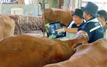 Sapi Ikut USG Ketahuan Bunting, Program Healing Ini Bikin Peternak Jawa Tengah Sumringah