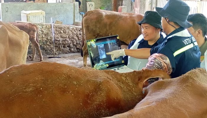 Sapi Ikut USG Ketahuan Bunting, Program Healing Ini Bikin Peternak Jawa Tengah Sumringah