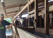 Jateng Cetak Ratusan Juru Sembelih Halal Bersertifikat, Ini Target Besarnya