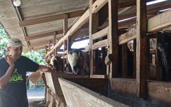 Jateng Cetak Ratusan Juru Sembelih Halal Bersertifikat, Ini Target Besarnya