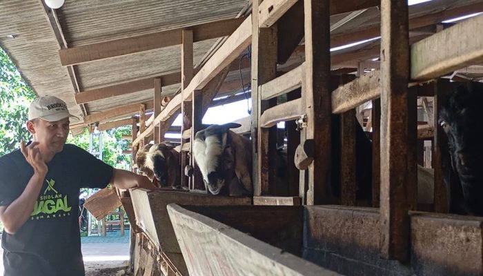 Jateng Cetak Ratusan Juru Sembelih Halal Bersertifikat, Ini Target Besarnya