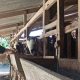 Jateng Cetak Ratusan Juru Sembelih Halal Bersertifikat, Ini Target Besarnya