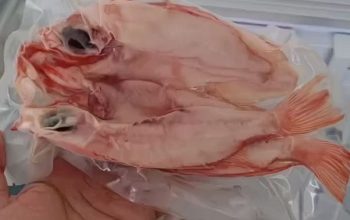 Manfaat Ikan Laut Beku yang Jarang Diketahui, Benarkah Lebih Segar?