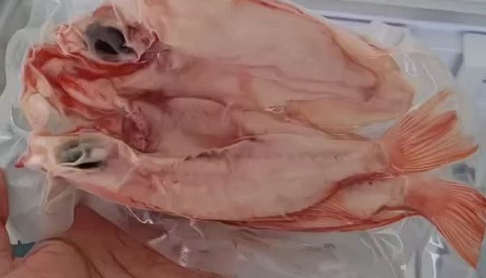 Manfaat Ikan Laut Beku yang Jarang Diketahui, Benarkah Lebih Segar?